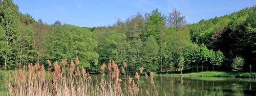 Hinterwaldteich in Brensbach